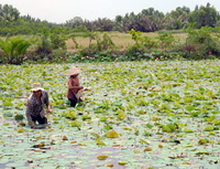 Bồi thường đất nông nghiệp không dễ 