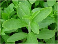 Stevia khởi phát cạnh tranh giữa Pepsi và Coca