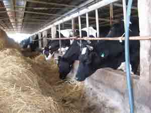 Vietnam eyes more FDI in agriculture