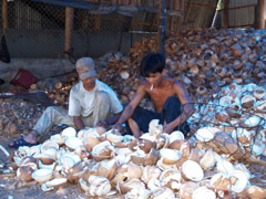 Vietnam Southern Province Eyes US$66 Mln from Coconut Export in 2008