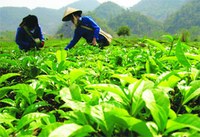 Ngành chè Việt Nam: Cần một chiến lược quốc tế cho thương hiệu
