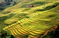 Sapa on list of world’s most magnificent terraced fields 
