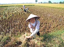 FAO: VN có thể phá kỷ lục xuất khẩu gạo trong năm 2009 
