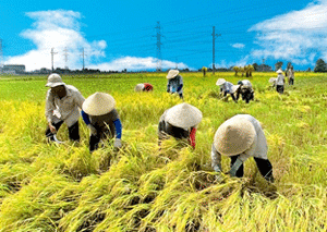 Chuyển đổi trên 5 hécta đất lúa phải báo cáo Thủ tướng 