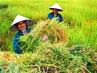 Hau Giang holds first Rice Festival in Vietnam
