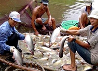 Justice for Vietnamese fish