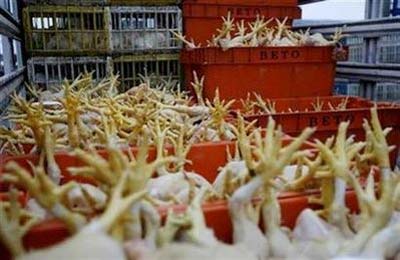 Mỹ - Trung mâu thuẫn vì con gà