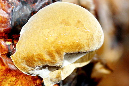 Vietnam succeeds in farming medicinal mushroom