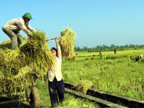 Rice-growing region seeks higher profile