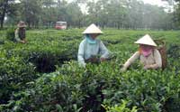 Planned tea auction floor aims to lift standards