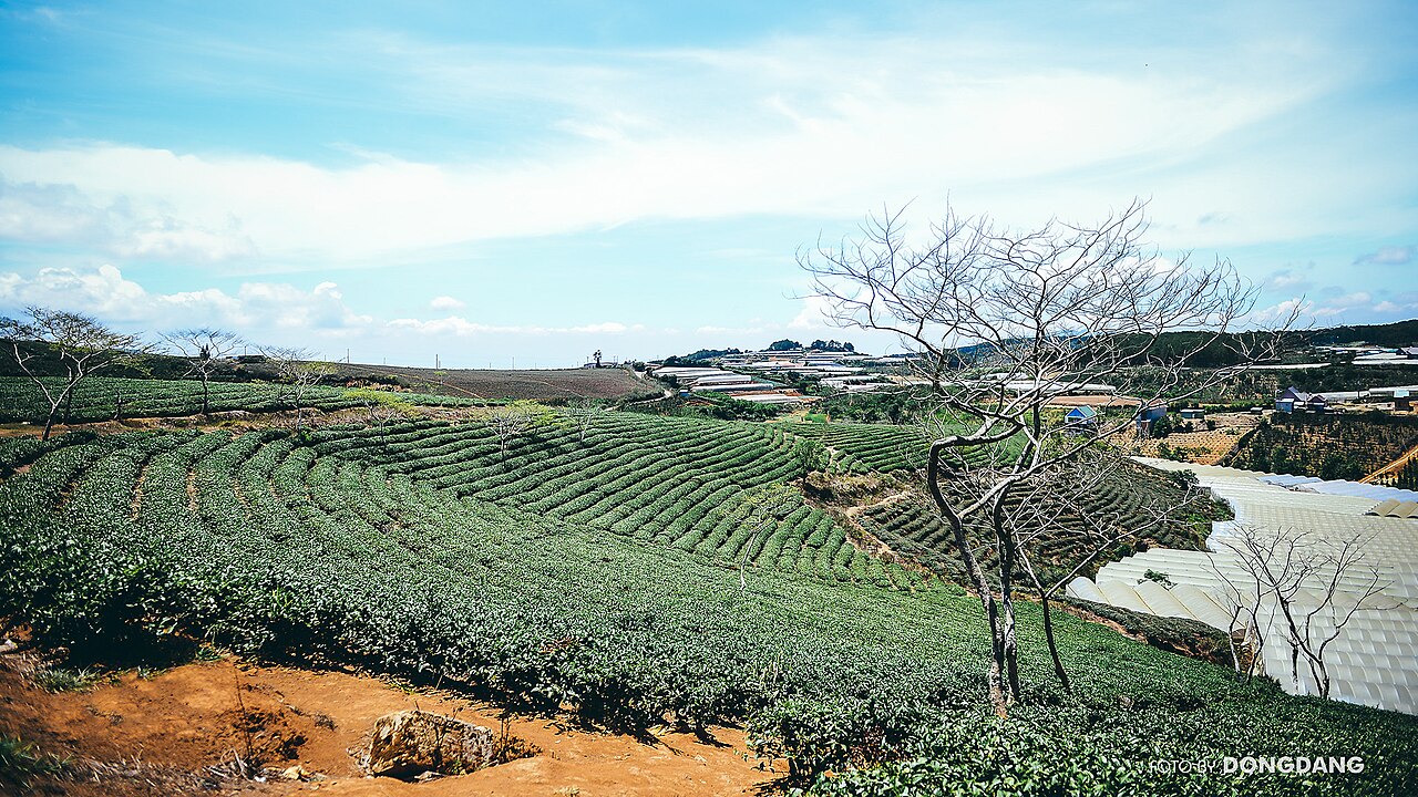 Lâm Đồng